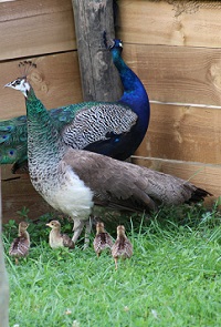 Couple peacocks and babys