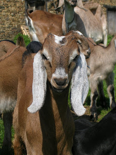 Chèvre Anglo nubienne