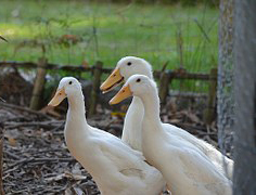 Canards coureurs indiens