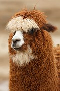 Lama