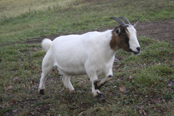 Chèvre naine