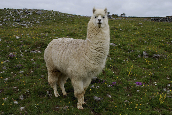 Lama Glama