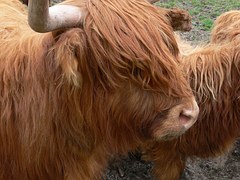 Vache Highland