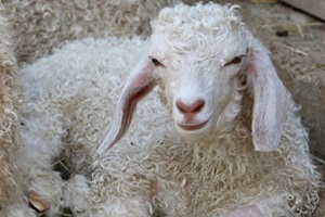 Chevreau Angora