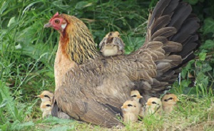 poule ardenaise et ses poussins